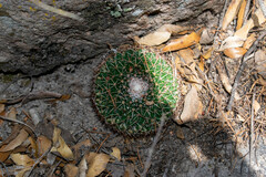 Mammillaria wagneriana