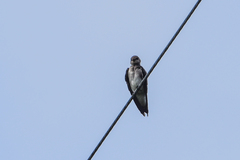 Stelgidopteryx ruficollis