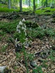 Allium siculum dioscoridis