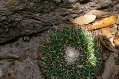 Mammillaria wagneriana