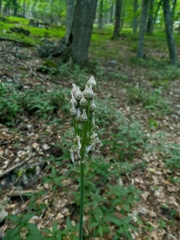 Allium siculum dioscoridis