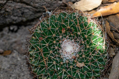 Mammillaria wagneriana