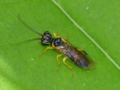 Pamphiliinae