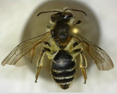 iNaturalist observation photo of Mining Bees