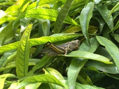 Melanoplus differentialis