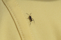 Zeuxevania splendidula