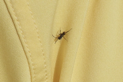 Zeuxevania splendidula