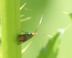Nemophora cupriacella