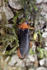 Pterotus obscuripennis