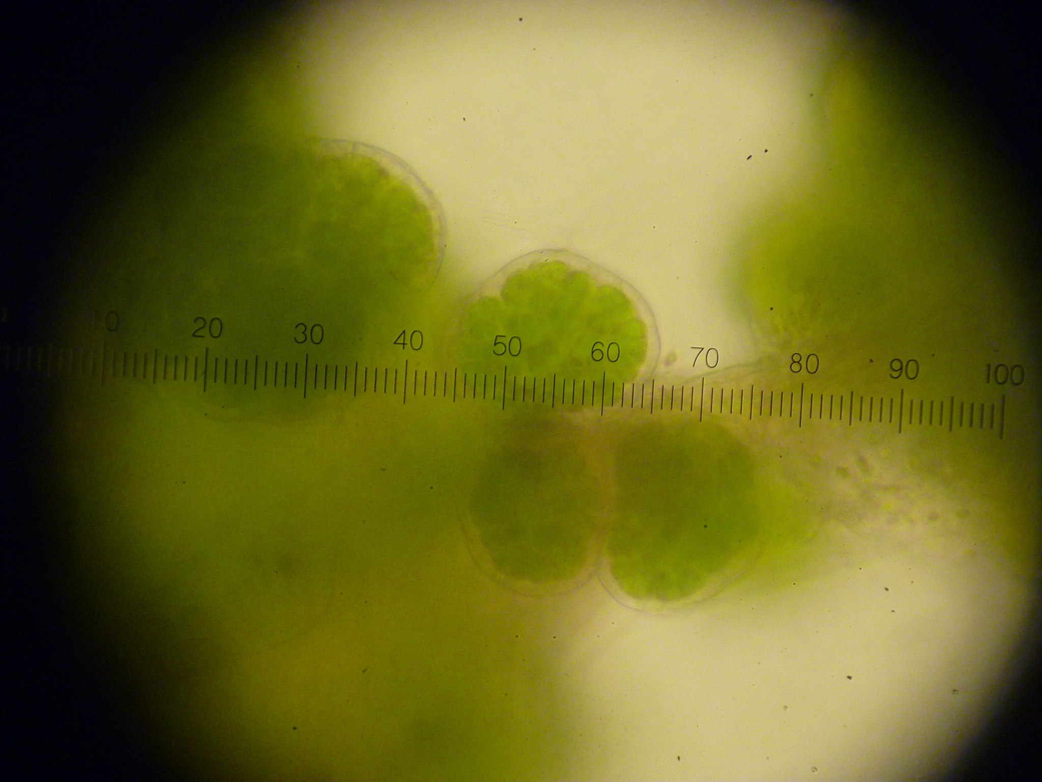 Lichenomphalia image