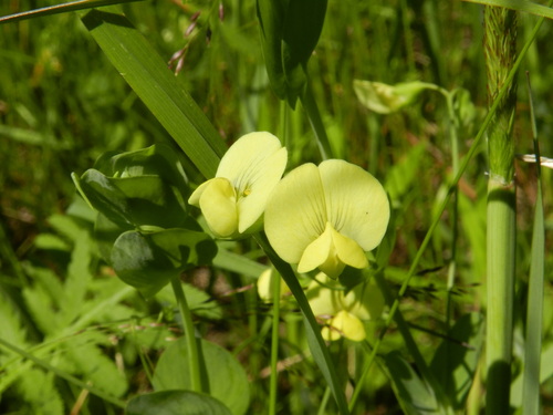 Lathyrus aphaca iNat (1)
