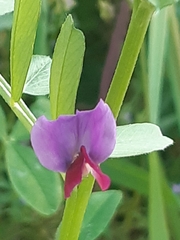 Vicia sativa