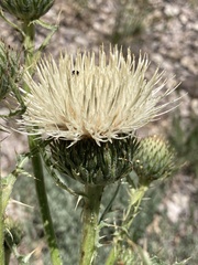Cirsium cymosum