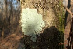 Phlyctis boliviensis