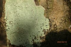 Phlyctis boliviensis