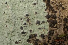 Phlyctis boliviensis