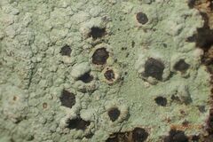 Phlyctis boliviensis