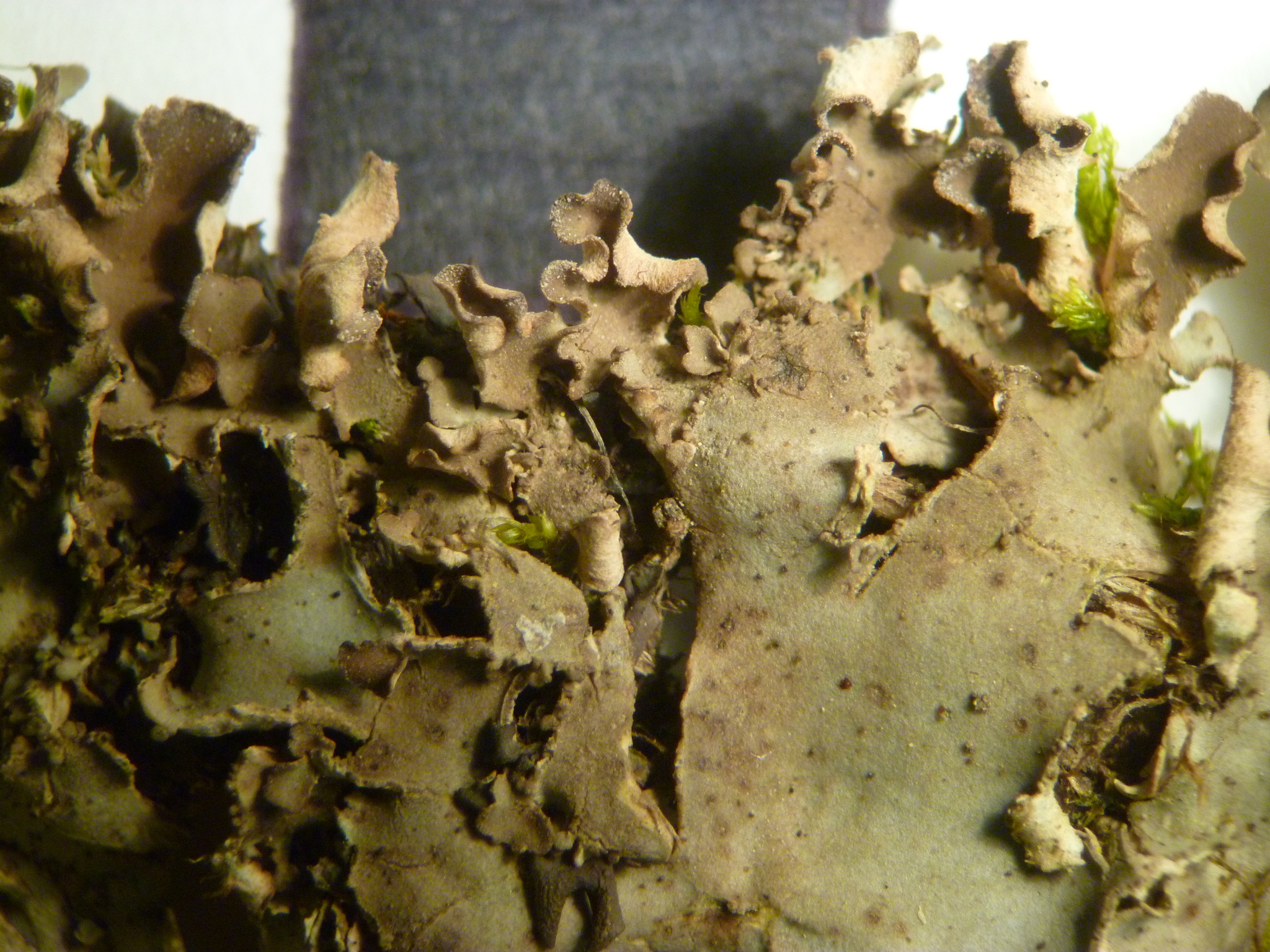 Peltigera image