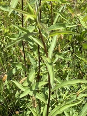Solidago latissimifolia