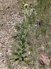 Cirsium cymosum