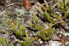 Lycopodium lagopus