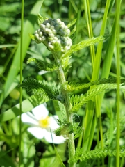 Achillea millefolium borealis