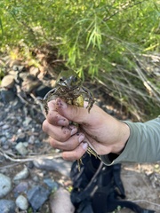 Lithobates yavapaiensis