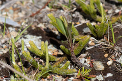 Lycopodium lagopus
