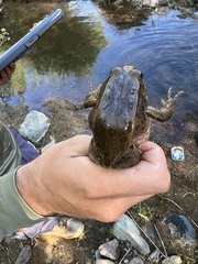 Lithobates yavapaiensis