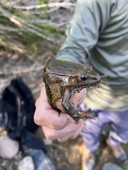Lithobates yavapaiensis