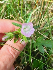 Malva setigera