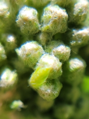Achillea millefolium borealis