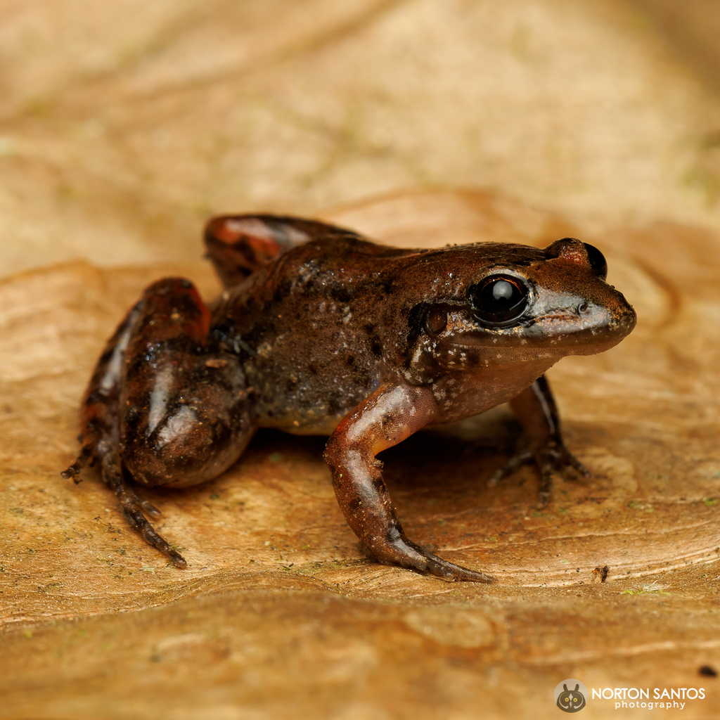 Bokermann's Potter Frog