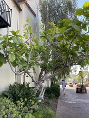 Ficus