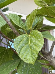 Ficus