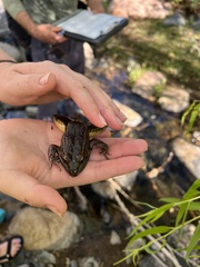 Lithobates yavapaiensis