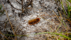 Phyllalia