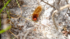 Phyllalia