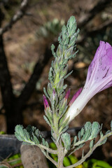 Ipomoea durangensis