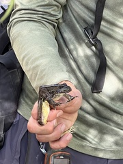Lithobates yavapaiensis