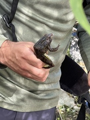 Lithobates yavapaiensis