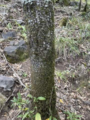 Pterotus obscuripennis