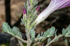 Ipomoea durangensis