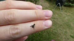 Rhagoletis pomonella