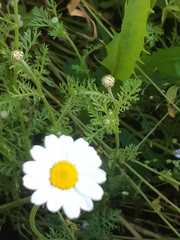 Anthemis arvensis