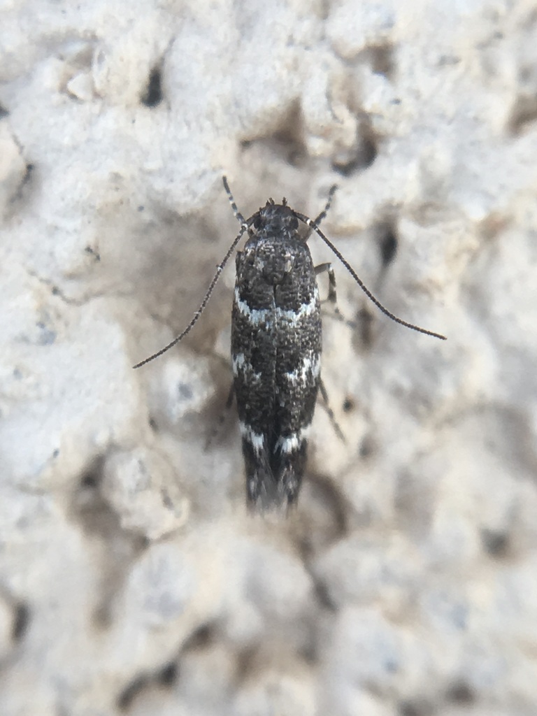 Hyposmocoma kukilakila