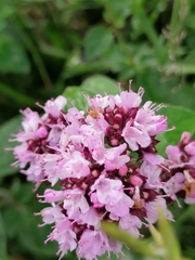 Origanum vulgare