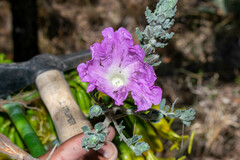Ipomoea durangensis