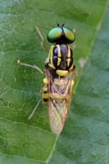 Oxycera variegata