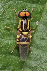 Oxycera variegata